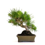 Acheter Bonsai en ligne Pinus Thunbergii 35 cm Sankaly Bonsai