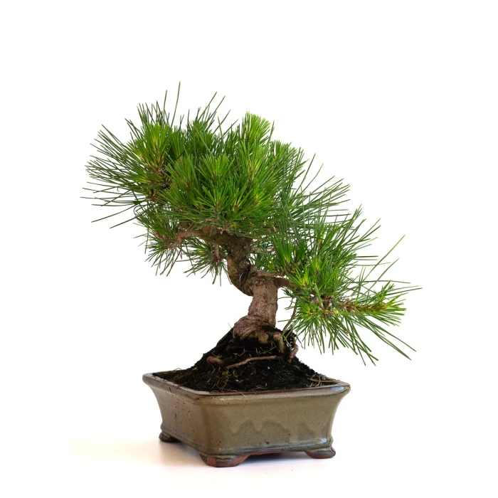 Vente Bonsai Pinus Thunbergii Pin Noir du Japon 35 cm Sankaly Bonsai