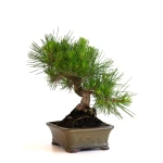 Vente Bonsai Pinus Thunbergii Pin Noir du Japon 35 cm Sankaly Bonsai