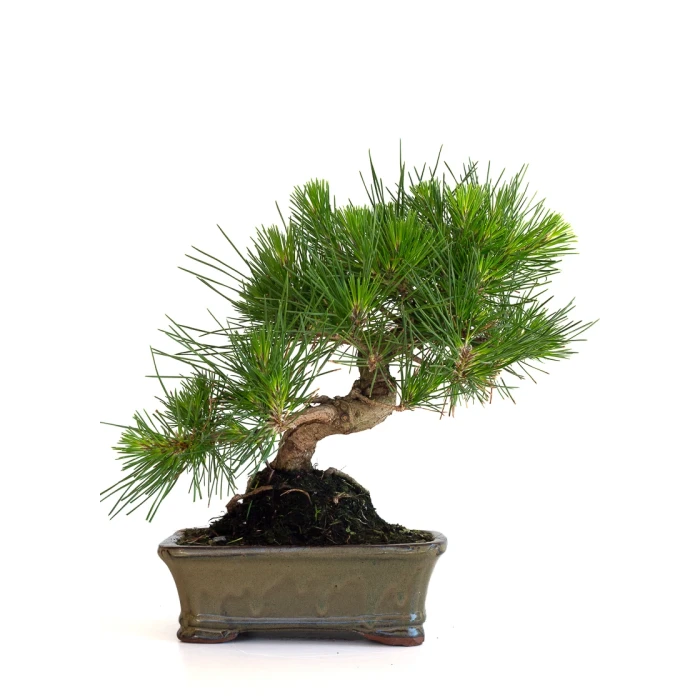 Vente de Bonsai en ligne Pinus Thunbergii 35 cm Sankaly Bonsai