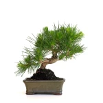 Vente de Bonsai en ligne Pinus Thunbergii 35 cm Sankaly Bonsai