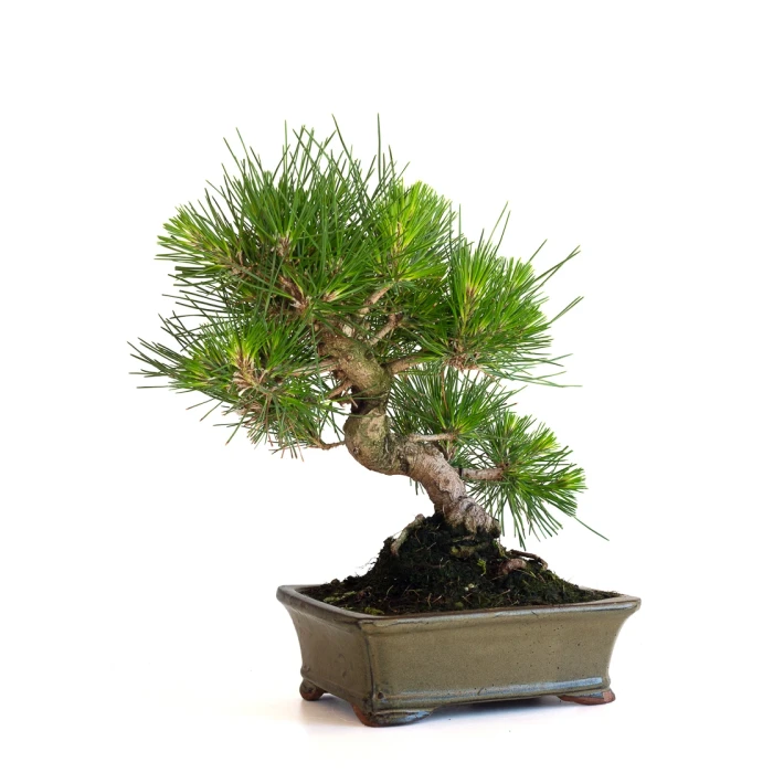 Achat Bonsai en ligne Pinus Thunbergii 35 cm Sankaly Bonsai