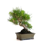 Achat Bonsai en ligne Pinus Thunbergii 35 cm Sankaly Bonsai