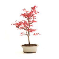 Achat Bonsai Acer Palmatum Deshojo 36 cm APD260304MB