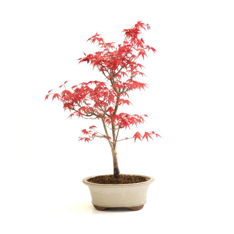 Achat Bonsai Acer Palmatum Deshojo 36 cm APD260304MB