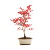 Achat Bonsai Acer Palmatum Deshojo 36 cm APD260304MB
