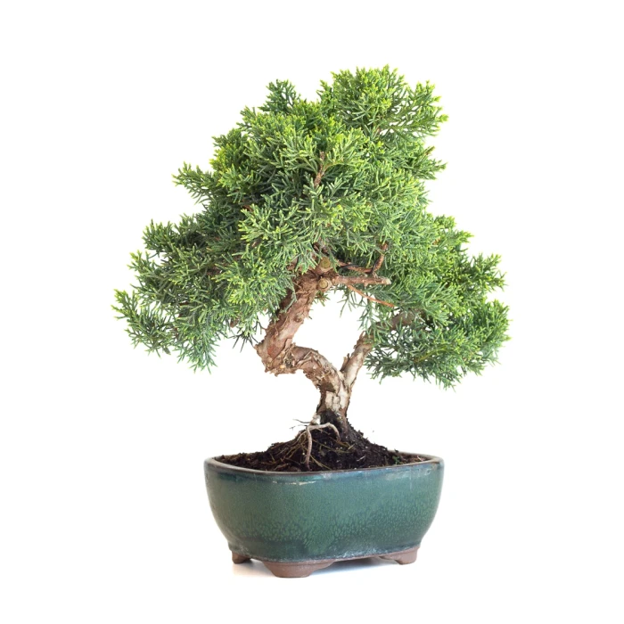 Achat Bonsaï en ligne Juniperus Chinensis de 33 cm originaire du Japon, âgé d’environ 12/13 ans JC260601MB