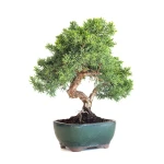 Achat Bonsaï en ligne Juniperus Chinensis de 33 cm originaire du Japon, âgé d’environ 12/13 ans JC260601MB