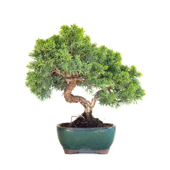 Acheter Bonsaï en ligne Juniperus Chinensis de 33 cm originaire du Japon, âgé d’environ 12/13 ans JC260601MB