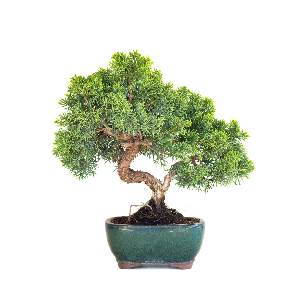 Acheter Bonsaï en ligne Juniperus Chinensis de 33 cm originaire du Japon, âgé d’environ 12/13 ans JC260601MB