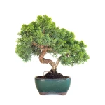 Acheter Bonsaï en ligne Juniperus Chinensis de 33 cm originaire du Japon, âgé d’environ 12/13 ans JC260601MB