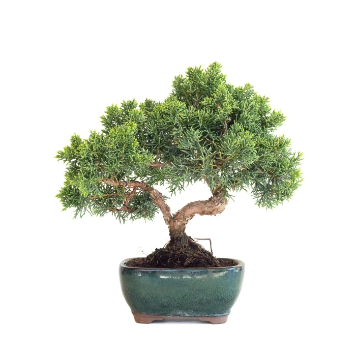 Vente Bonsaï en ligne Juniperus Chinensis de 33 cm originaire du Japon, âgé d’environ 12/13 ans JC260601MB