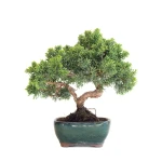 Vente Bonsaï en ligne Juniperus Chinensis de 33 cm originaire du Japon, âgé d’environ 12/13 ans JC260601MB