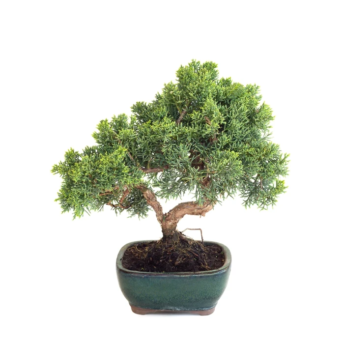Acheter Bonsaï en ligne Juniperus Chinensis Kishu de 33 cm originaire du Japon, âgé d’environ 12/13 ans JC260601MB