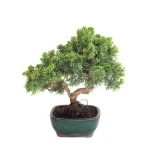 Acheter Bonsaï en ligne Juniperus Chinensis Kishu de 33 cm originaire du Japon, âgé d’environ 12/13 ans JC260601MB