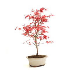 Acheter Bonsai Acer Palmatum Deshojo 36 cm APD260304MB