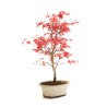 Acheter Bonsai Acer Palmatum Deshojo 36 cm APD260304MB