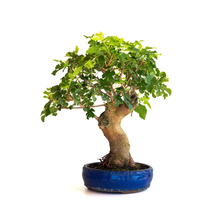Vente de Bonsai en ligne Murier à fruits 45 cm Sankaly Bonsai