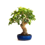 Vente de Bonsai en ligne Murier à fruits 45 cm Sankaly Bonsai