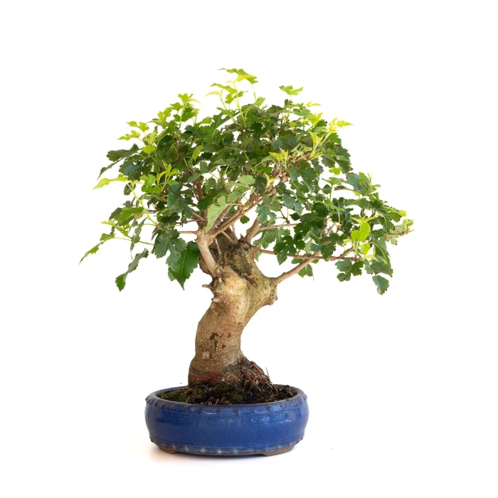Acheter Bonsai en ligne Murier à fruits 45 cm Sankaly Bonsai