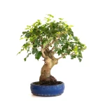 Acheter Bonsai en ligne Murier à fruits 45 cm Sankaly Bonsai