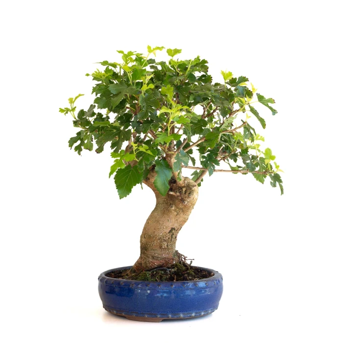 Achat Bonsai en ligne Murier à fruits 45 cm Sankaly Bonsai