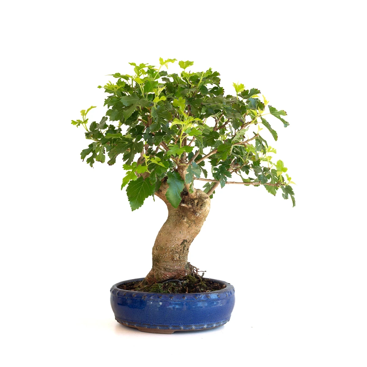 Achat Bonsai en ligne Murier à fruits 45 cm Sankaly Bonsai