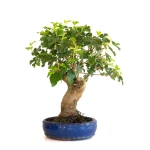 Achat Bonsai en ligne Murier à fruits 45 cm Sankaly Bonsai