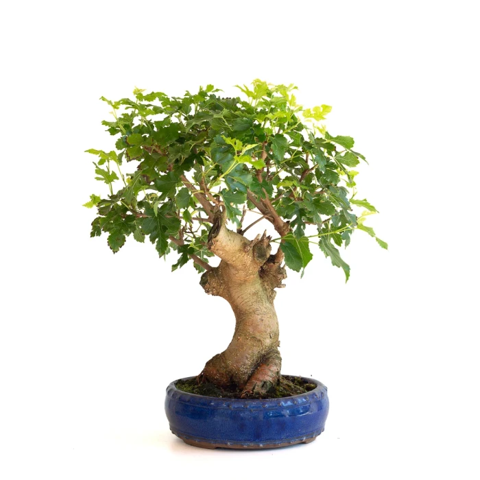 Vente de Bonsai Murier à fruits 45 cm Sankaly Bonsai