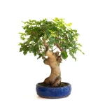 Vente de Bonsai Murier à fruits 45 cm Sankaly Bonsai