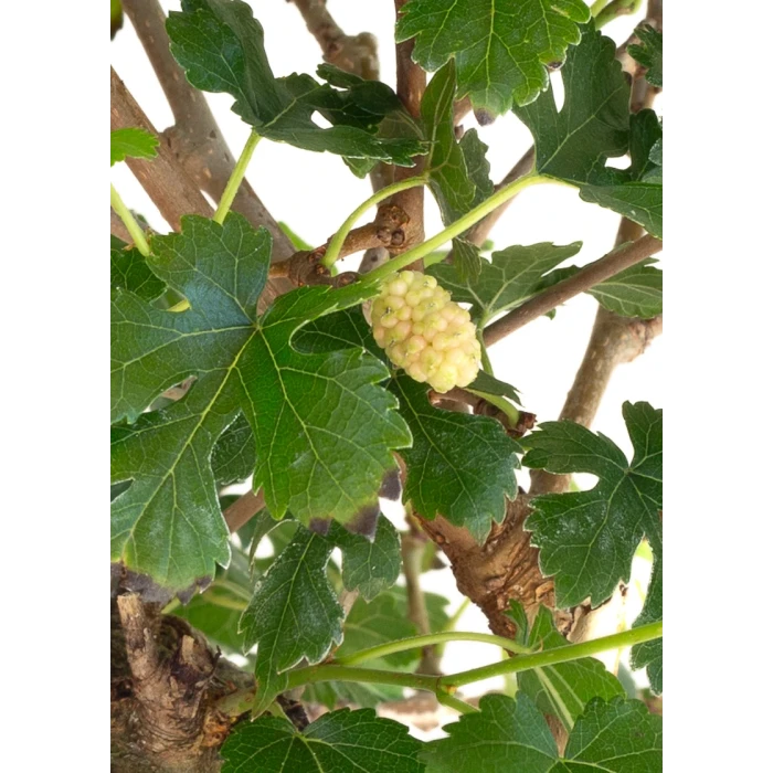 Achat Bonsai Murier à fruits 45 cm Sankaly Bonsai