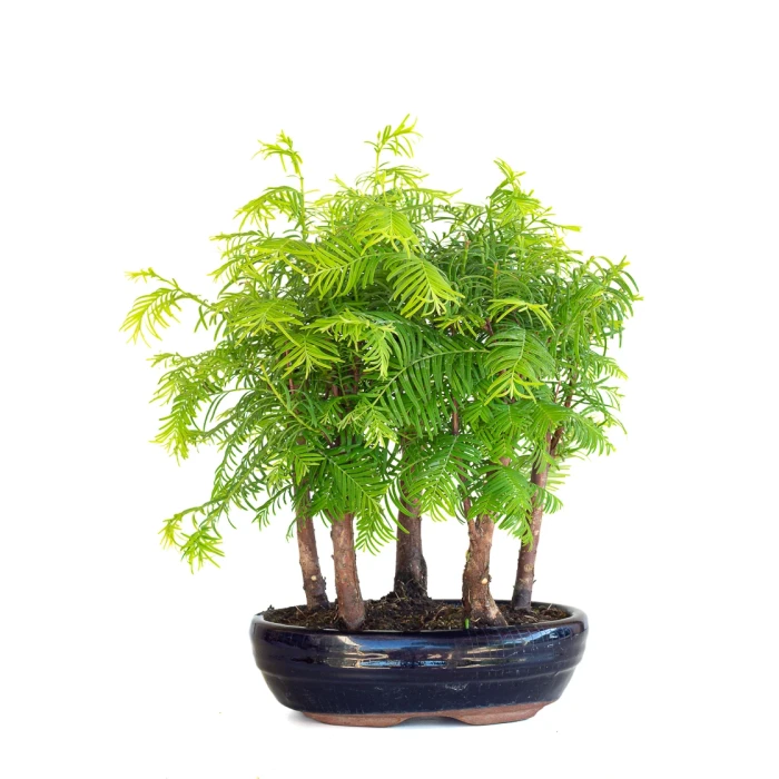 Acheter Bonsai en ligne Forêt de Séquoia (Metasequoia), 5 troncs 30 cm Sankaly Bonsai