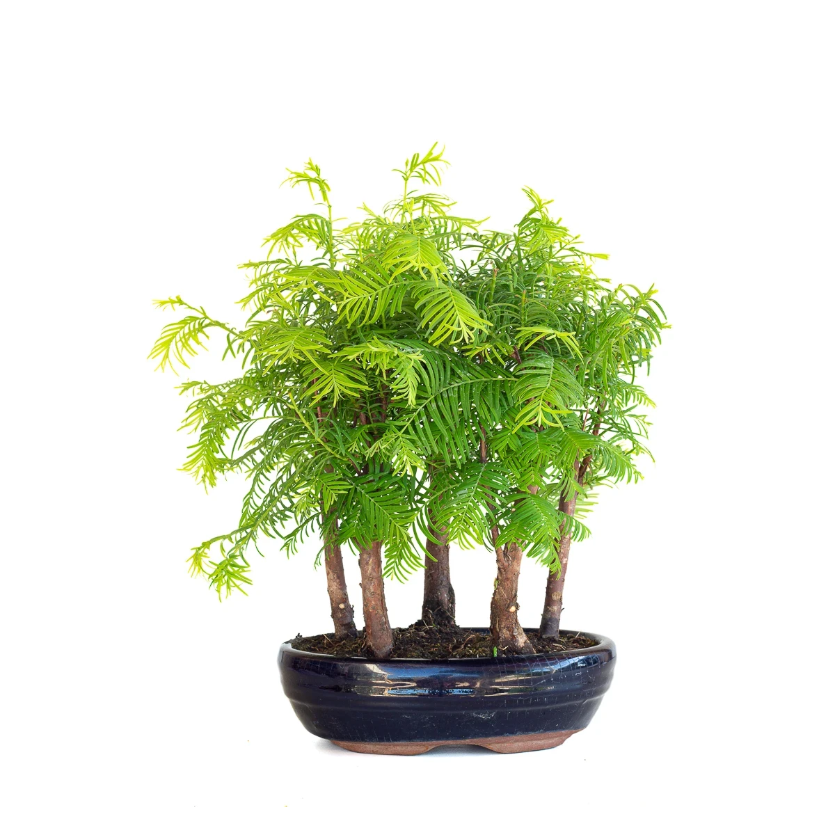 Acheter Bonsai en ligne Forêt de Séquoia (Metasequoia), 5 troncs 30 cm Sankaly Bonsai
