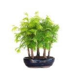 Acheter Bonsai en ligne Forêt de Séquoia (Metasequoia), 5 troncs 30 cm Sankaly Bonsai