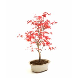 Vente Bonsai Acer Palmatum Deshojo 36 cm APD260304MB