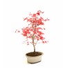 Vente Bonsai Acer Palmatum Deshojo 36 cm APD260304MB