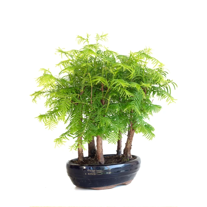 Achat Bonsai en ligne Forêt de Séquoia (Metasequoia), 5 troncs 30 cm Sankaly Bonsai