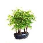 Achat Bonsai en ligne Forêt de Séquoia (Metasequoia), 5 troncs 30 cm Sankaly Bonsai