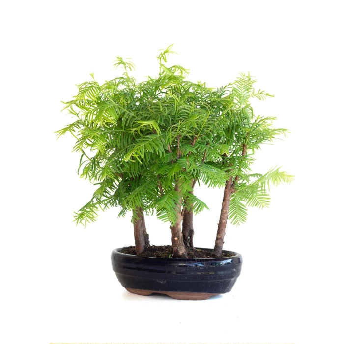 Vente de Bonsai en ligne Forêt de Séquoia (Metasequoia), 5 troncs 30 cm Sankaly Bonsai