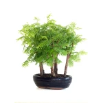 Vente de Bonsai en ligne Forêt de Séquoia (Metasequoia), 5 troncs 30 cm Sankaly Bonsai