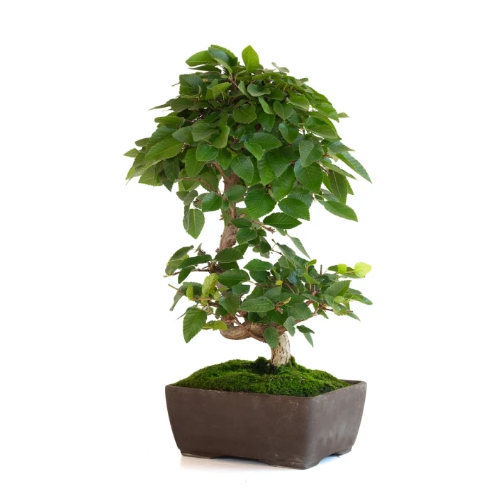 Acheter Bonsai en ligne Charme du Japon 36 cm Sankaly Bonsai