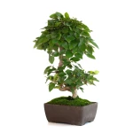 Acheter Bonsai en ligne Charme du Japon 36 cm Sankaly Bonsai