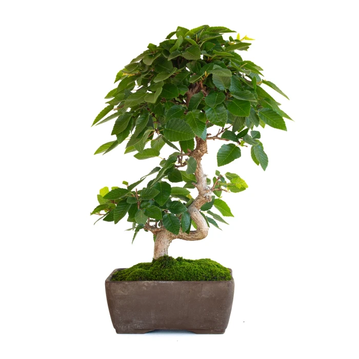 Achat Bonsai en ligne Charme du Japon 36 cm Sankaly Bonsai