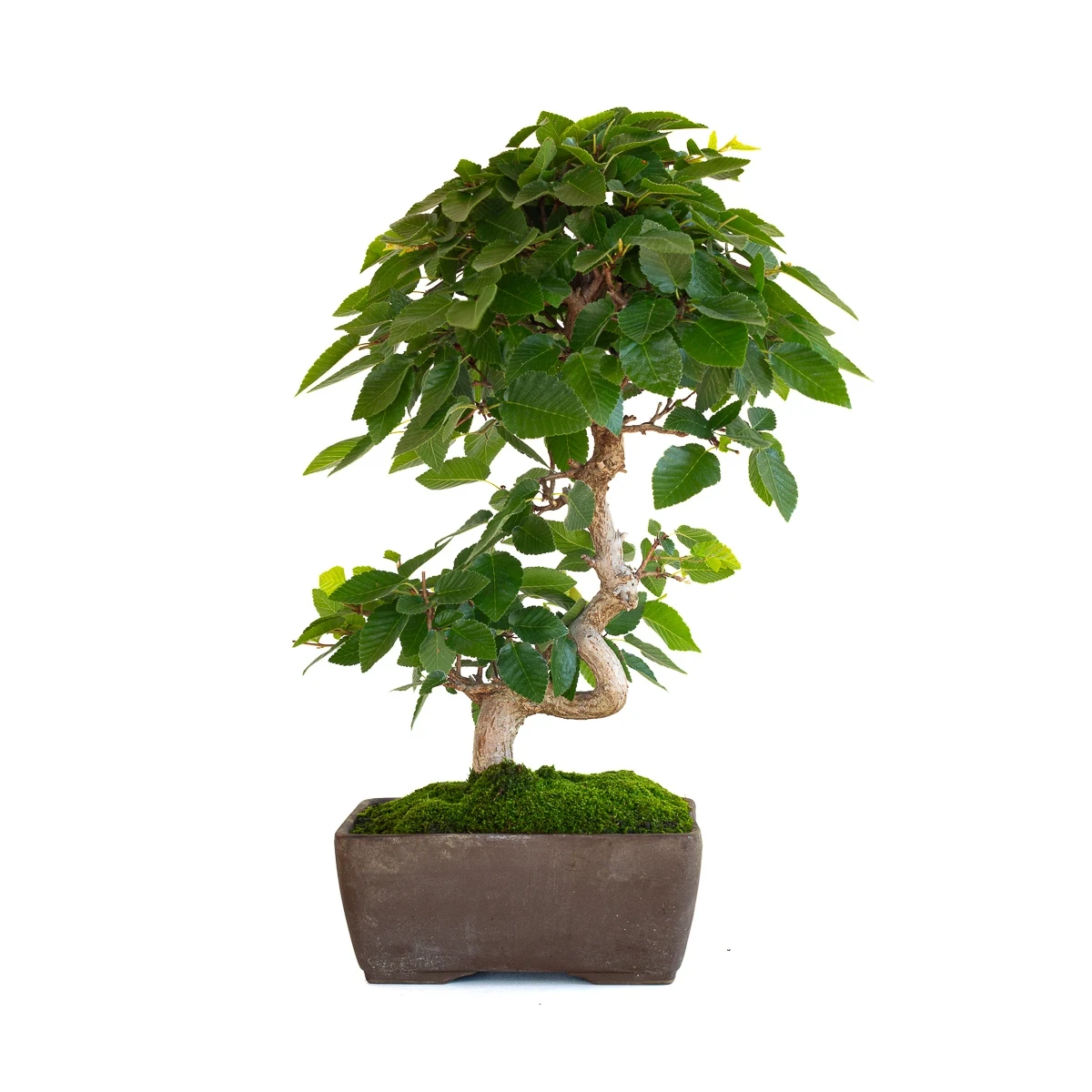 Achat Bonsai en ligne Charme du Japon 36 cm Sankaly Bonsai