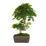 Achat Bonsai en ligne Charme du Japon 36 cm Sankaly Bonsai