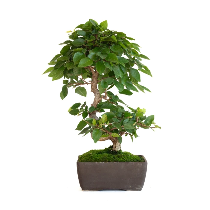 Vente Bonsai en ligne Charme du Japon 36 cm Sankaly Bonsai