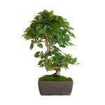 Vente Bonsai en ligne Charme du Japon 36 cm Sankaly Bonsai