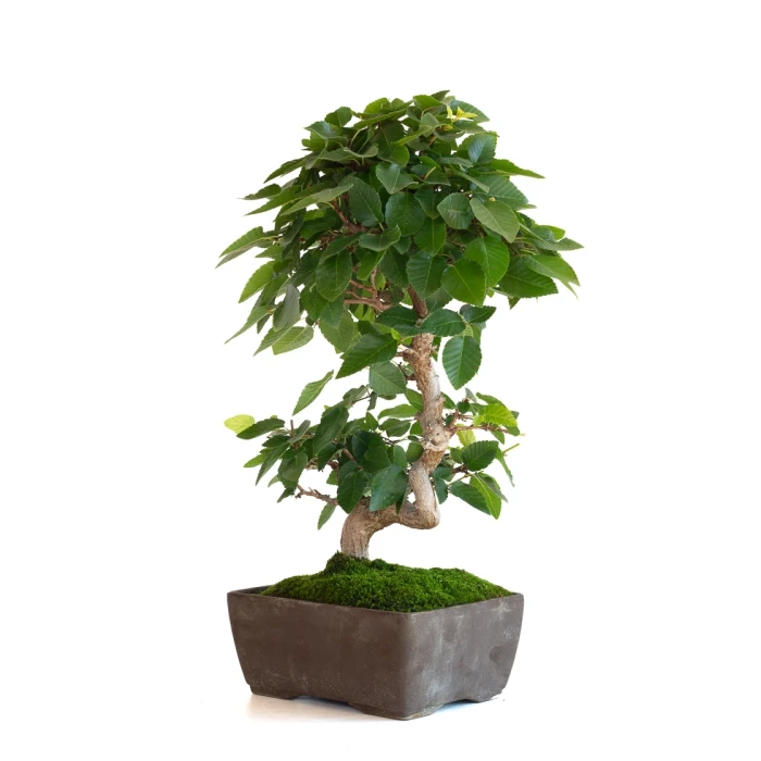 Acheter Bonsai Charme du Japon 36 cm Sankaly Bonsai