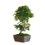 Acheter Bonsai Charme du Japon 36 cm Sankaly Bonsai