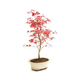 Boutique Bonsai Acer Palmatum Deshojo 36 cm APD260304MB